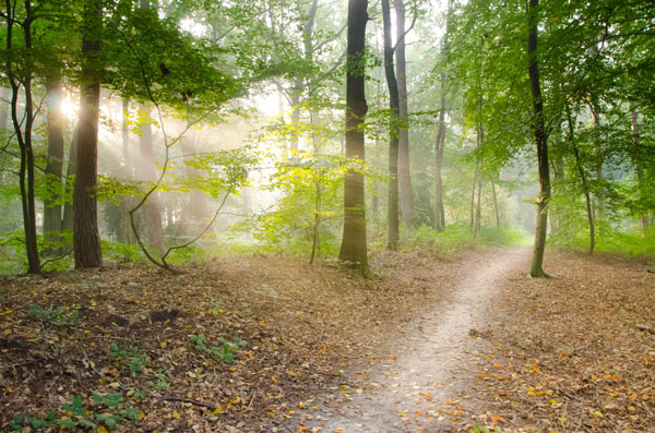 symbolisk bild på en stig i en skog